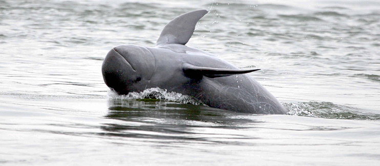 Animal Spotlight: Irrawaddy Dolphin – Animal Almanac
