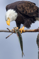 bald eagle catch