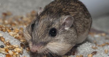 pacific-pocket-mouse_full-cheeks-08-04-13-860x450