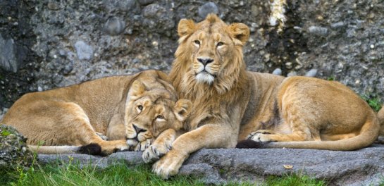 lion-mum-and-son