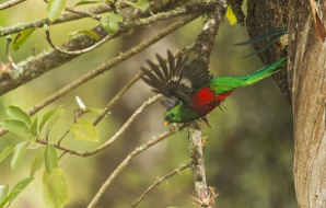 quetzal.PNG