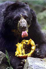 spectacled-bear-4