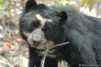 spectacled-bear