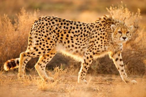 cheetah-extinction-1-adapt-768-1