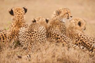 cheetah-extinction-2-adapt-768-1