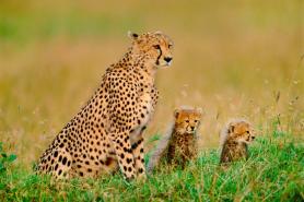 cheetah-extinction-3-adapt-768-1